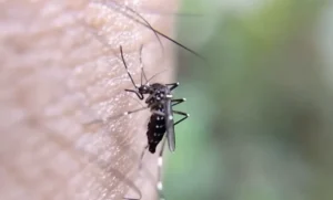 Dengue